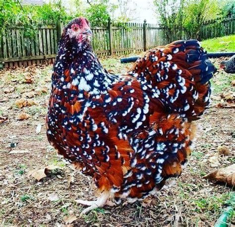 742 best Brown egg laying chicken breeds images on Pinterest | Chicken coops, Coops and Hens