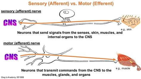 Afferent Nerve Fiber Wikipedia Efferent And Afferent Neurons, Turrets Disease On Emaze Efferent ...