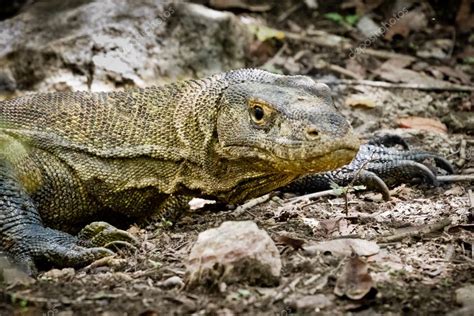 Komodo dragon in natural habitat — Stock Photo © kubais #5296178