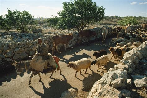 Neolithic Era Agriculture