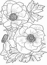 Free Printable Flower Coloring Pages For Adults sketch template