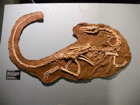 Prehistoric Beast of the Week: Coelophysis: Beast of the Week