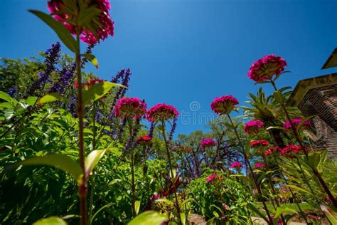 Bugs-eye View, Flowers from Below 1 Stock Photo - Image of growing ...