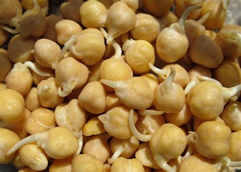 SPROUTING CHICK PEA VEGETABLE | Sprouting Seeds | Premier Seeds Direct ltd