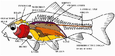 Internal Anatomy Of A Fish - Anatomical Charts & Posters