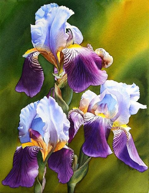 1000+ images about Iris Art on Pinterest | Watercolour, Watercolor ...