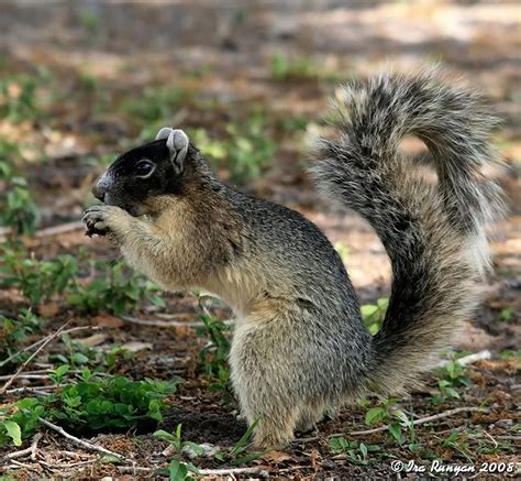 Sherman’s Fox Squirrel | Wekiva Wilderness Trust