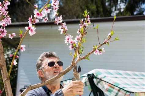 Beginners Guide to Pruning Peach Trees