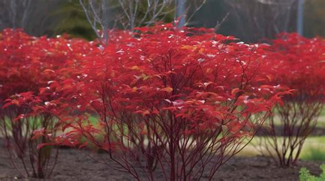 Growing Red Osier Dogwood: A Beginner's Guide | Plantly