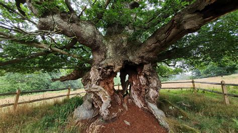 Chicken of the Woods: Our first fungus genome – Darwin Tree of Life