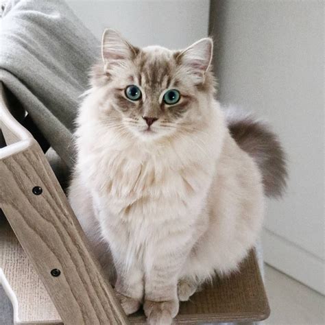 Luna - Blue mink tabby Ragdoll (@lifeofwolfandluna) | Fur babies, Ragdoll, Tabby