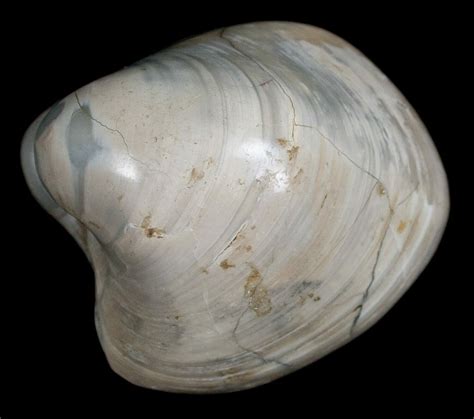 Polished Fossil Clam - Large Size (#5260) For Sale - FossilEra.com