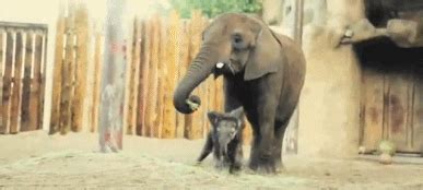 Baby Elephant GIF - Find & Share on GIPHY