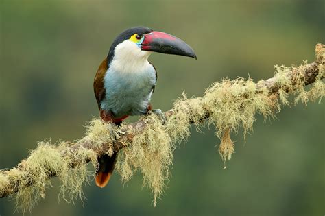 Photographing Toucans with 400mm Lenses