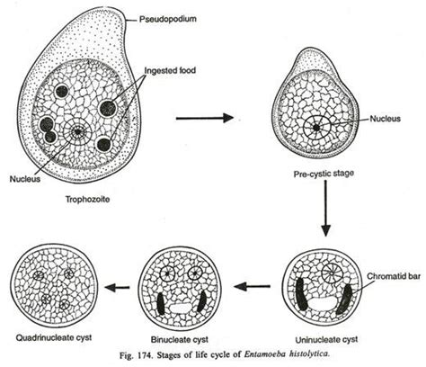 Entamoeba histolytica and Intestinal Amoebiasis - The Nepali Doctor