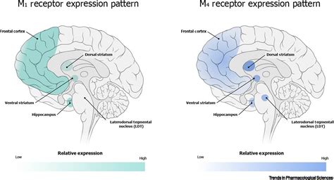 Muscarinic Acetylcholine Receptor