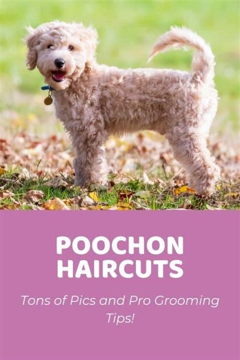 Top Poochon Haircuts (With Pictures!) & DIY Grooming Tips