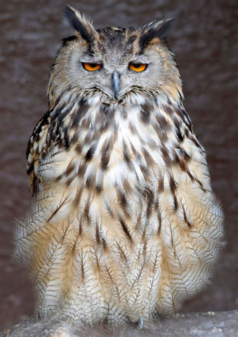 European Eagle Owl - Screech Owl Wildlife Park