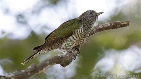 African Emerald Cuckoo Archives - John Caddick | John Caddick