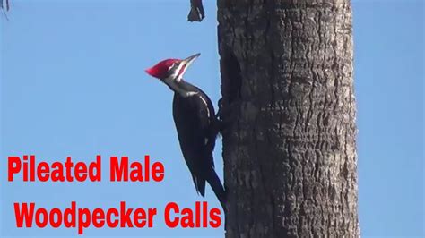 Pileated Male Woodpecker Call Sounds - YouTube