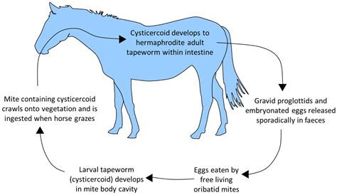 Roundworm Life Cycle In Horses