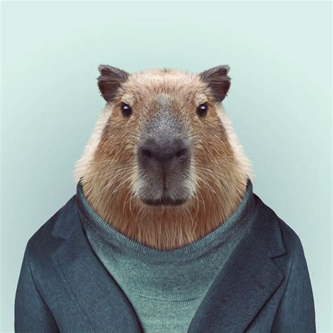 CAPYBARA by Yago Partal for ZOO PORTRAITS | Capivara, Capivara desenho, Retratos de animais