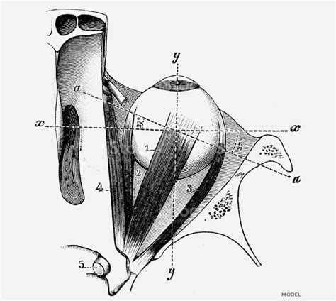 Enucleation | Chicago Oculofacial Consultants