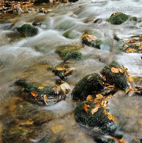 Image Seebach, Bavarian Forest National Park, Germany - 237005 - Images ...