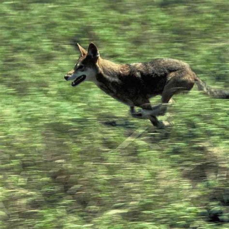 U.S. Fish and Wildlife Service Announces Red Wolf Transfer to Recovery Area in North Carolina ...