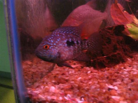 Make My Aquarium: Breeding Green Texas cichlid fish