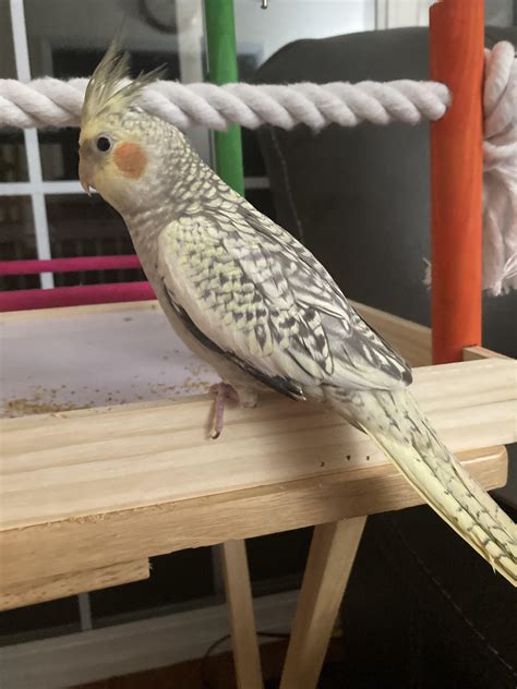 Can You Tell If A Pearl Cockatiel Is Male Or Female? (Here is the Difference)