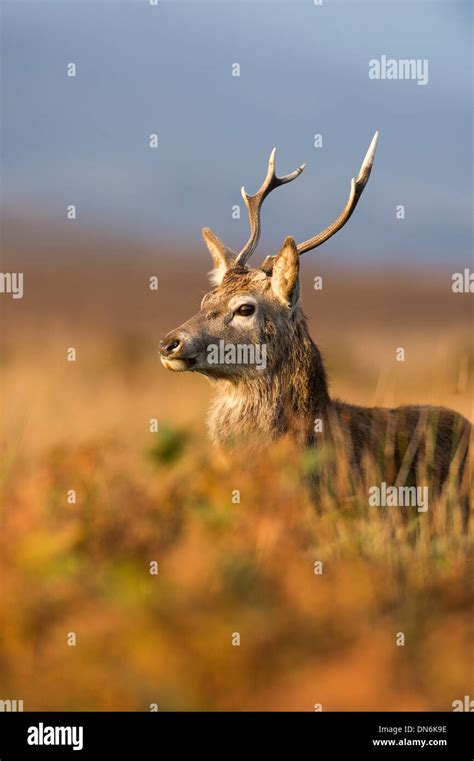 Red deer uk hi-res stock photography and images - Alamy