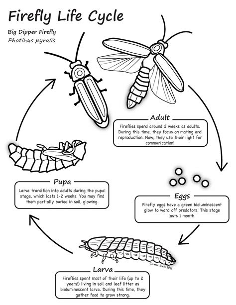 Firefly Monitoring - EcoReach - Odum School of Ecology