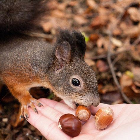 Tufted squirrel eating acorns | Animals, Squirrel, Animal kingdom