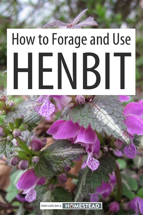 How to Forage and Use Henbit