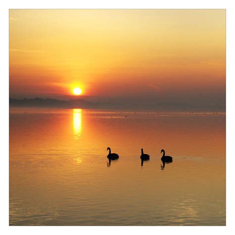 Swan Lake Sunset | Lake sunset, Sunset, Scenery