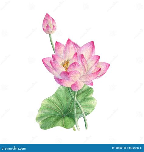 Lotus Flower Illustration Watercolor Painting.Watercolor Hand Painted ...