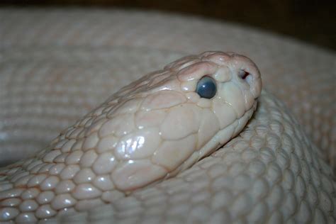 IMG#5538 ALBINO INDIAN COBRA | Flickr - Photo Sharing!