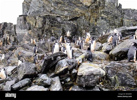 Penguins on the Elephant Island Stock Photo - Alamy