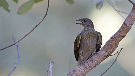 Honeyguide Birds Understand Human Messages – The Creation Club | A ...