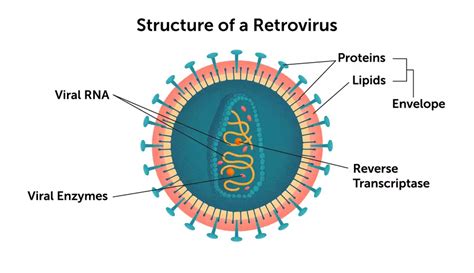 HIV As A Retrovirus: Life Cycle And How It Infects A Cell, 48% OFF