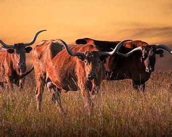 Texas Longhorn Cow at Sunset in a Western Pasture No.3178S A