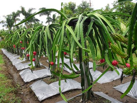 Anak Pokok Buah Naga Borong Untuk Dijual di Shah Alam & Kuala Lumpur ...