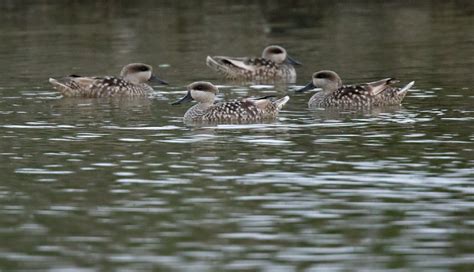 Marbled Duck | Majorca | Bird images from foreign trips | Gallery | My World of Bird Photography ...