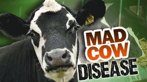 Mad Cow Disease Fast Facts | Houston Style Magazine | Urban Weekly Newspaper Publication Website