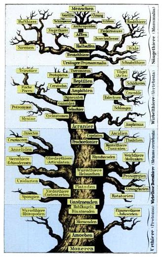 Animals Who Aren't Human: ‘Nonhuman’ or ‘Other’