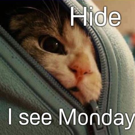 Funny Monday Cat Meme