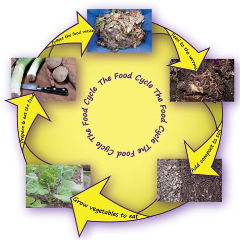 The Food Cycle | Worms Work