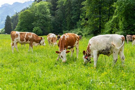 Cow eating green grass on summer | High-Quality Animal Stock Photos ~ Creative Market