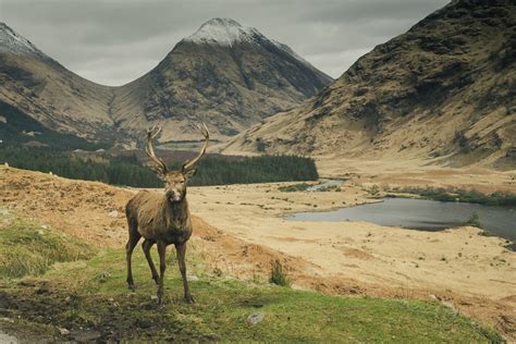 Glen Etive camp | Wild camping in Glen Etive on the banks of Loch Etive.